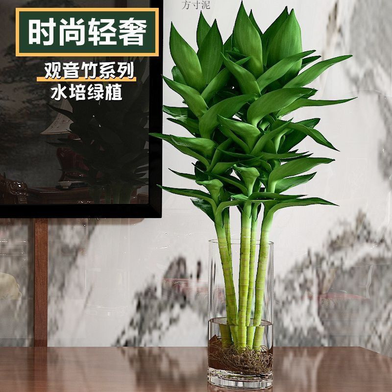 招财观音竹带根富贵竹转运水培植物发财树盆栽室内绿水养客厅竹子