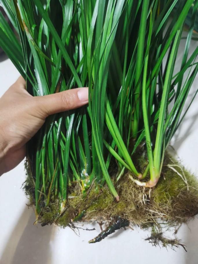 Гидропонный аквариум Acorus, аквариум для черепах, ландшафтный дизайн, водные растения, зеленые растения в горшках, вечнозеленые растения круглый год.