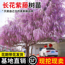 ���ٻ���������ֲ��໨�����}����ͥԺ�쾰�����Ϙ��ͺ��̓�����