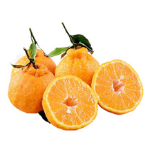 四川黄果柑新鲜水果当季时令水果柑橘橘子黄果柑一件代发