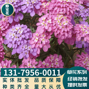 Factory Wholesale Bee Chamber Flower, Twisted Flower, Pearl Ball Green Engineering Flower Sea Landscape, Complete Varieties, Available on Cash on Delivery