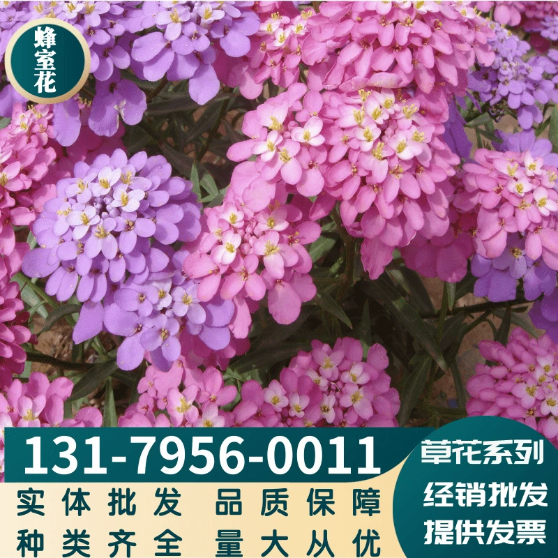 Фабрика оптом пчела цветок пряжка Цветок Жемчужный шар зеленый инженерный цветок морской пейзаж сорта могут быть наложенными при доставке