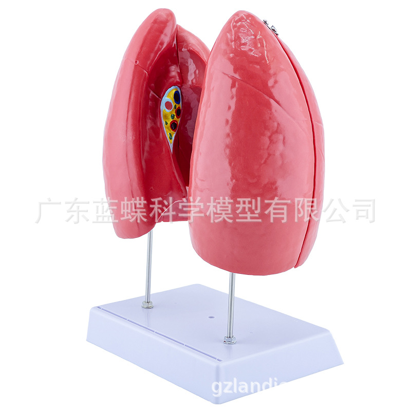 ��Ȼ��������ķ�ģ�ͺ�����״�ٷ��������ϵͳ�β�������ʽ�ѧ