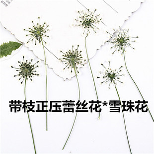 Lace Flower with Branch Positive Pressure Snow Bead Flower Sticker Petal Makeup Dried Flower Baffle Plant Specimen Sticker Material DIY Material
