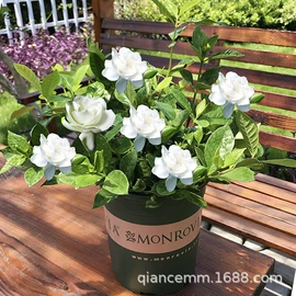 盆栽;种子;园林果树