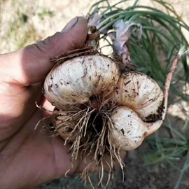 其他农业;库存农产品;其他药食同源