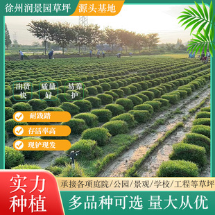 Plant Park Community Large Leaf Grass Lawn Courtyard Base Greening Real Turf Garden Vegetation with Soil Turf