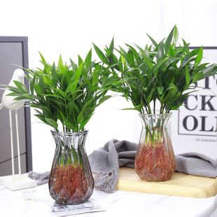 ������ˮ��ֲ�����Ԙ���͏d�Ϙ��k���҃����ӾGֲ����ˮ�B����