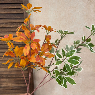 ����ľ����Gֲ�ٻ�ɭϵ��Y�����b��~���쾰�G������ľ����ٻ�