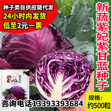 新蔬紫妃紫甘藍種子廠家批發紫色卷心菜白菜種籽速生菜園蔬菜種孑