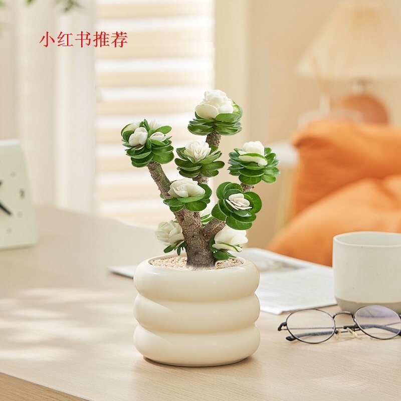 New fortune tree with old trunks, money tree potted plant, suitable for office desktop, a green plant and flower that is good for all seasons