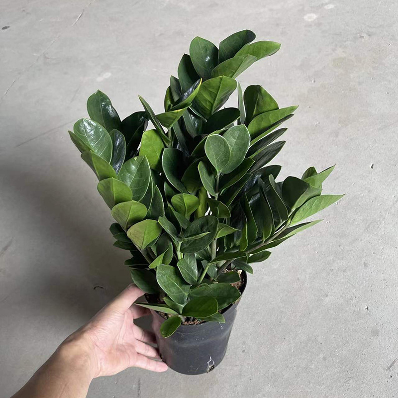 Bring in Wealth and Treasure Money Tree Money Tree Purifying Air Plant Living Room Green Plant Office Indoor Potted Balcony