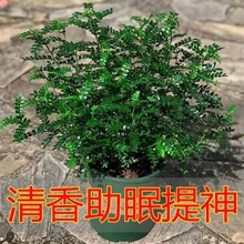 ����ľ�������ں���ľ�����x�Gֲ���������҃Ⱥ��B�ļ�����