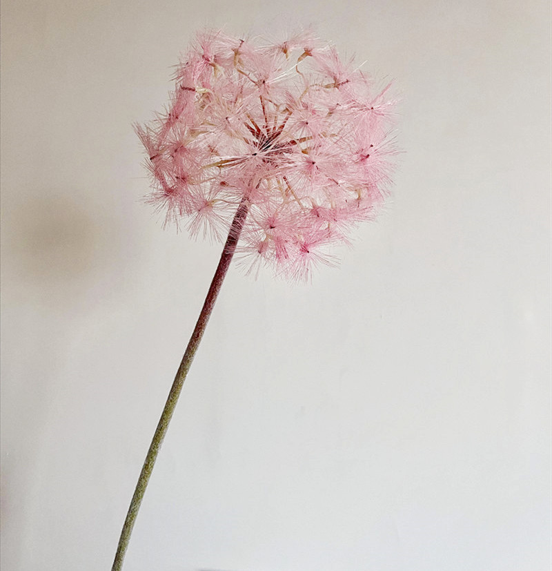 로드가있는 대형 핑크