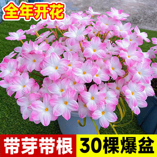 Double-Flowered Rain Lily Bulbs, Fat Lily Potted Alyssum Bulbs, Indoor Alyssum Bulbs, Onion Lily Bulbs, Bloom in All Seasons