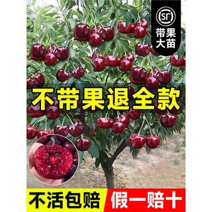 ܇���Ә��������ش���Ҙ��m�޽ӹ������ͥԺ�����ϱ����ļ��Nֲ