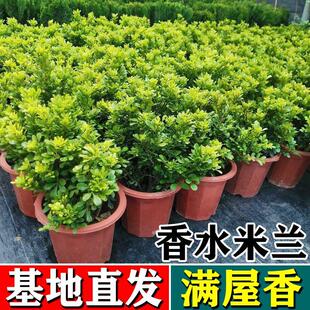 Perfume Milan Potted Florals and Green Plants Indoor with Buds Blooming in All Seasons, Easy to Grow Balcony Courtyard Old Stump Plant Saplings