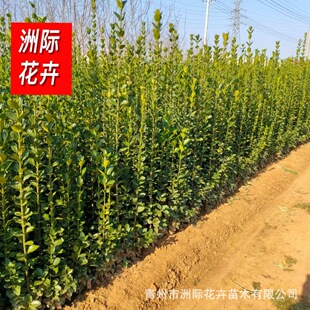 ͥԺ�G���������S�� �h�ʠ��G�������� ɽ�|�������l�������S��