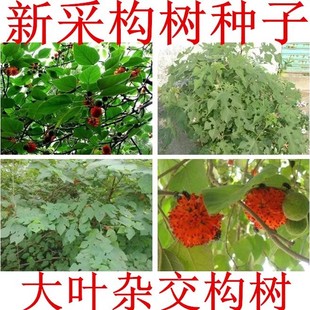 �²ɘ���N�� �s������N�� �ۘ�N ���|���� ���󃞻� �߳�ѿ��