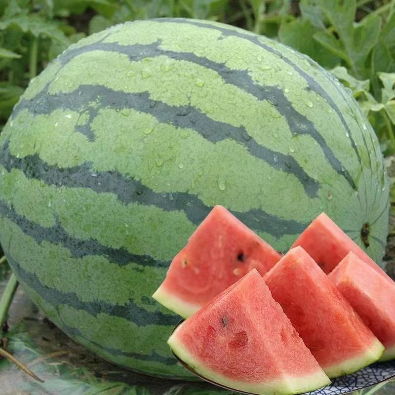 Zaojia 8424 Watermelon Seeds Early Maturing Southern New Variety Large Sweet Watermelon Seeds Potted Plants