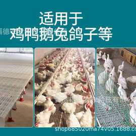 供应塑料漏粪板 加厚鹅床鹅苗育雏板图片 一米菱形孔育雏粪板