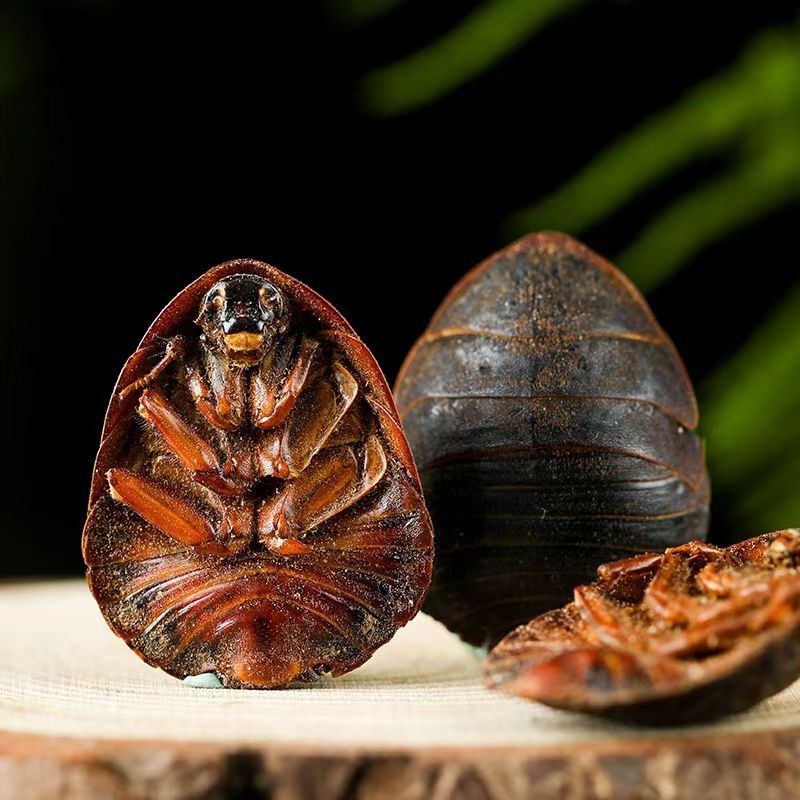 Dried Ground Beetle Tu Bie Chong 土鳖虫 Eupolyphaga Whole Insect TCM Herb 500g overview