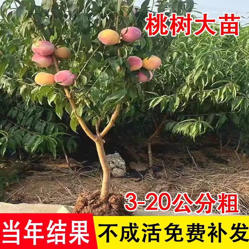 桃树果苗特大带土嫁接冬桃黄油桃水蜜桃盆地栽南北方种值耐寒果树