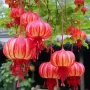 盆栽四季庭院开花灯笼花