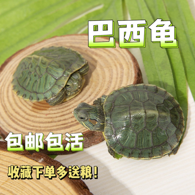网红招财巴西黄金龟家养活体小乌龟观赏龟活物宠物龟摆摊地摊批发