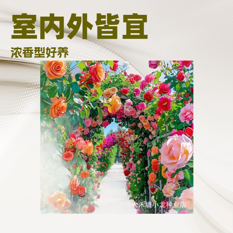 爬藤月季蔷薇花种籽玫瑰种花种花卉种子四季开花盆栽庭院观赏植物