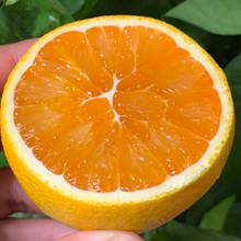 ���������w���¼t�����ȡ��Fժ�F�l��Ȼ��ζ9���������rˮ�����l