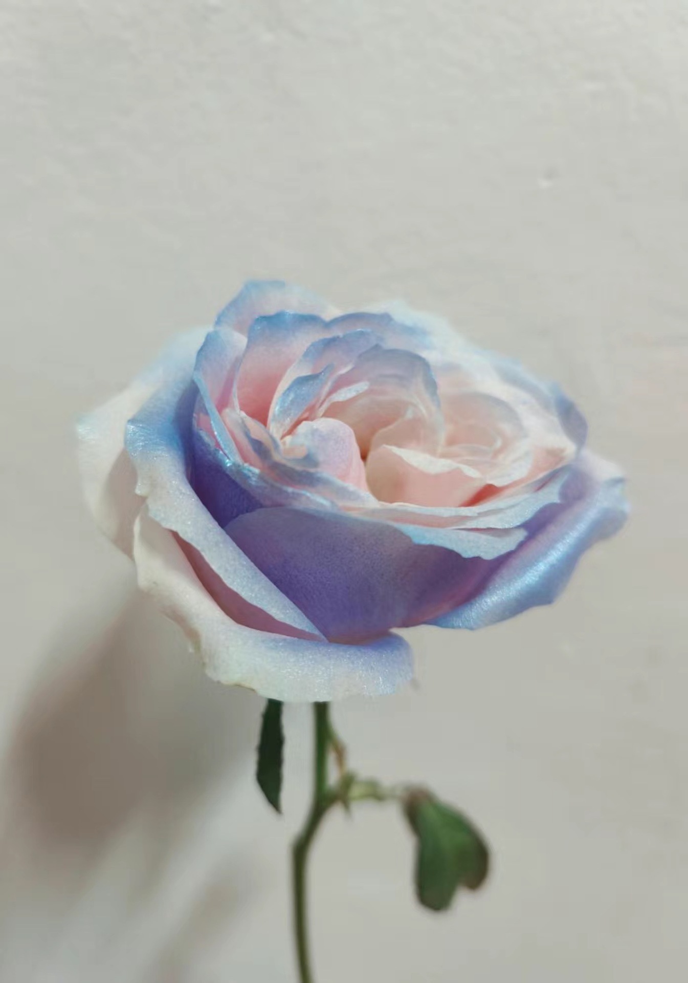 진주빛 크러쉬드 아이스 블루