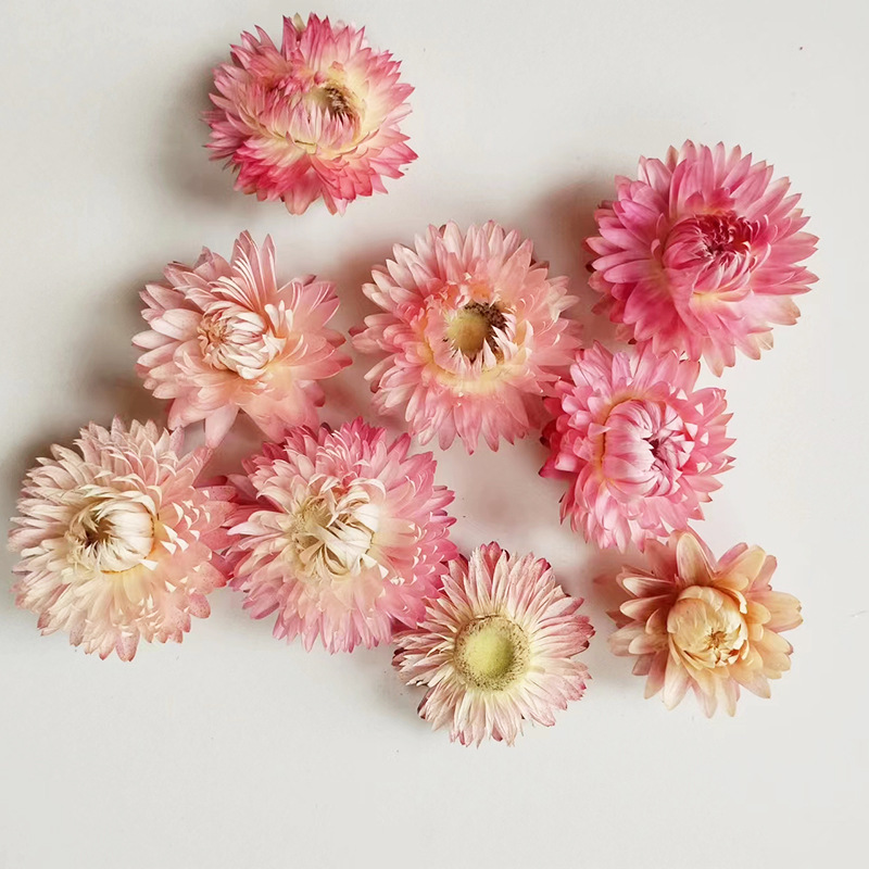 Pink 1