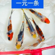 �\���ݽ��~���^�pС�~��ˮ2��ˮ�~�����~���B�t���\��