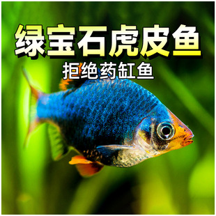 �G��ʯ��Ƥ�~���g��Ƥ��Ƥ�G��仢Ƥ�ɹ⻢Ƥ�Ꭷ���w�����~