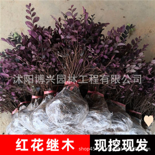 �t���^ľ��@��ͥԺ���ܻh�ʇ����ļ��t�~��ɫ�辰�t����ľС��