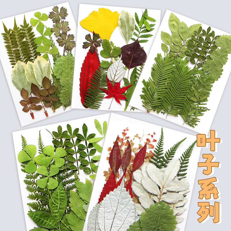 Real Leaf Plant Specimens Kindergarten Handmade Stickers Dried Flowers Pressed Flowers DIY Plant Specimens Leaf Painting Materials