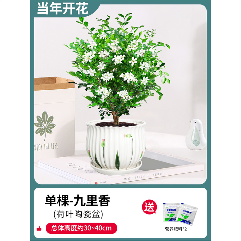 고운 단독 건조 구리향 6년생 모종(연잎 세라믹 화분) + 비료