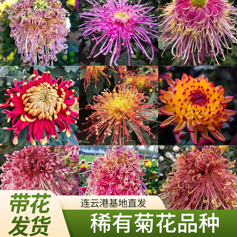 Various Chrysanthemum Seedlings with Large Flowers and Buds Potted in All Seasons, Extra Large Flowers Blooming in Autumn, Chrysanthemum Seedlings Suitable for Lazy People to Grow Flowers
