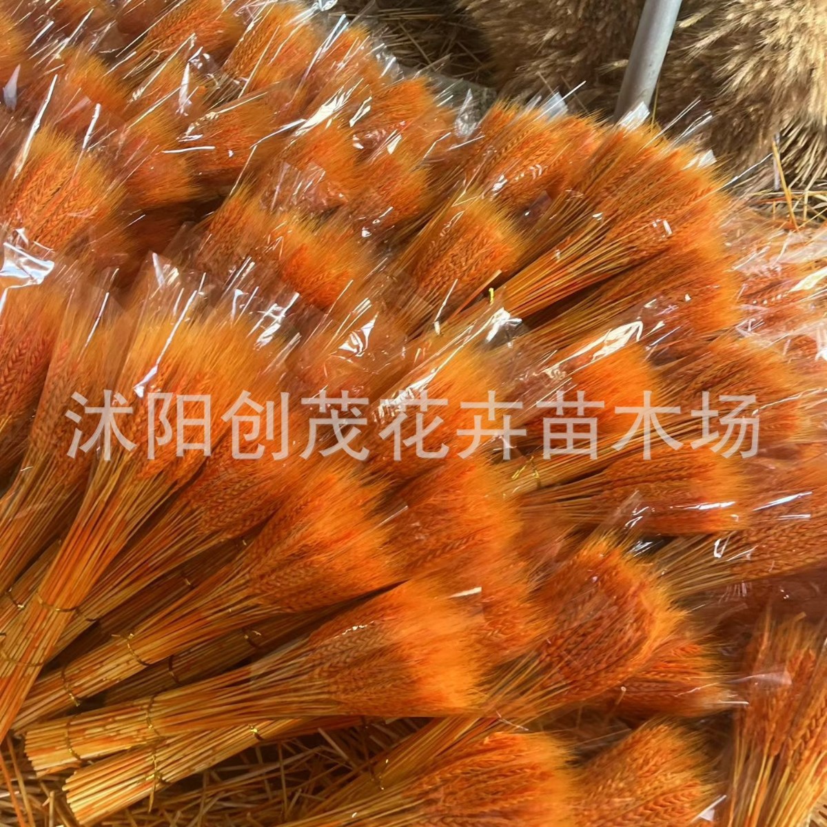 天然麦穗干花大麦花束花店开业花篮麦子小麦摆件装饰批发厂家直发
