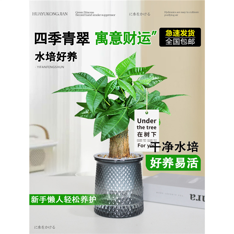 Money Tree Potted Florals, Living Room, Prosperous House, Green Plants, Easy to Grow in All Seasons, Money Tree, Office Desktop Hydroponic Plants