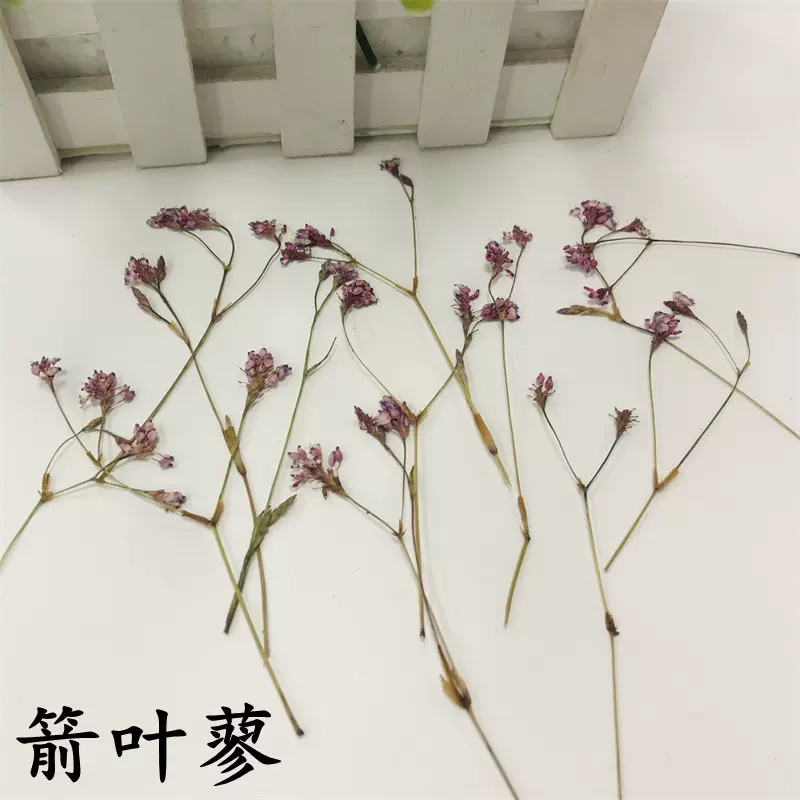箭叶蓼 植物标本天然压花贴画装饰diy手工饰品手账干花厂家批发
