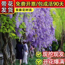 ���_��˹���ٻ�������ֲ������������ͥԺ�辰���v������ļ��_��