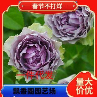 һ�����l�ӱ����/�{�Fɳ���¼������ľ�༾����ͥԺ���@����
