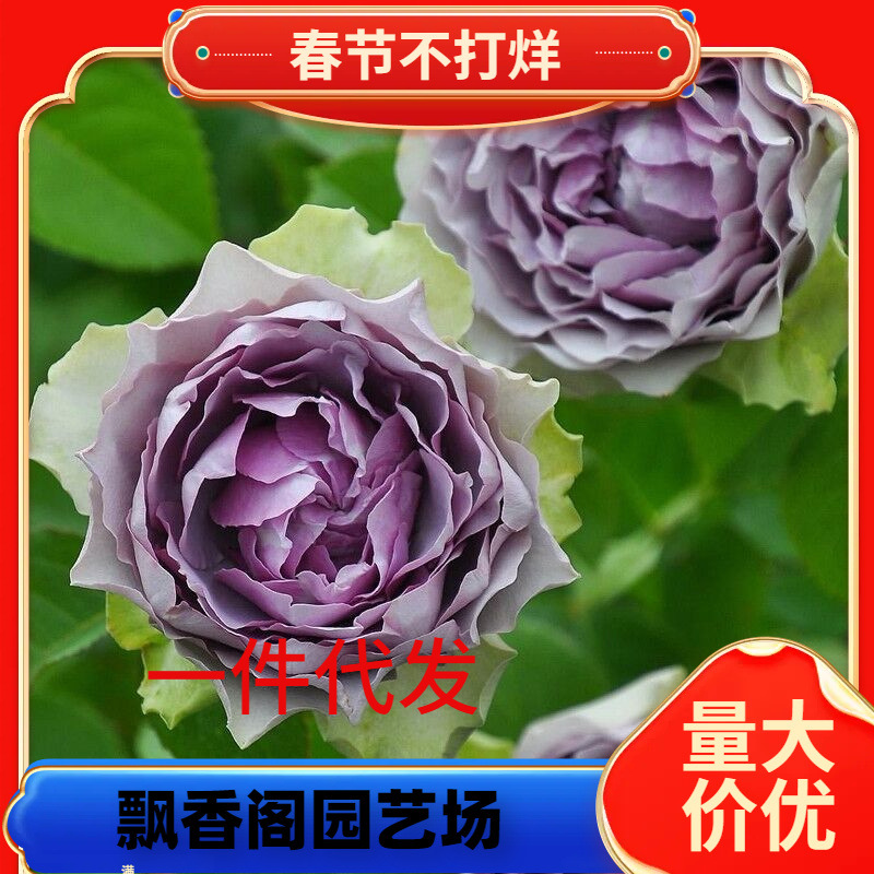 一件代发河本首饰盒/蓝雾沙龙月季花苗灌木多季中香庭院花园花卉