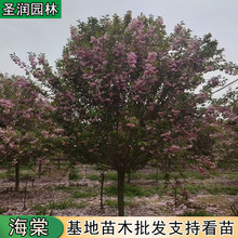 海棠树苗高杆西府海棠苗西府海棠花苗北美海棠树苗