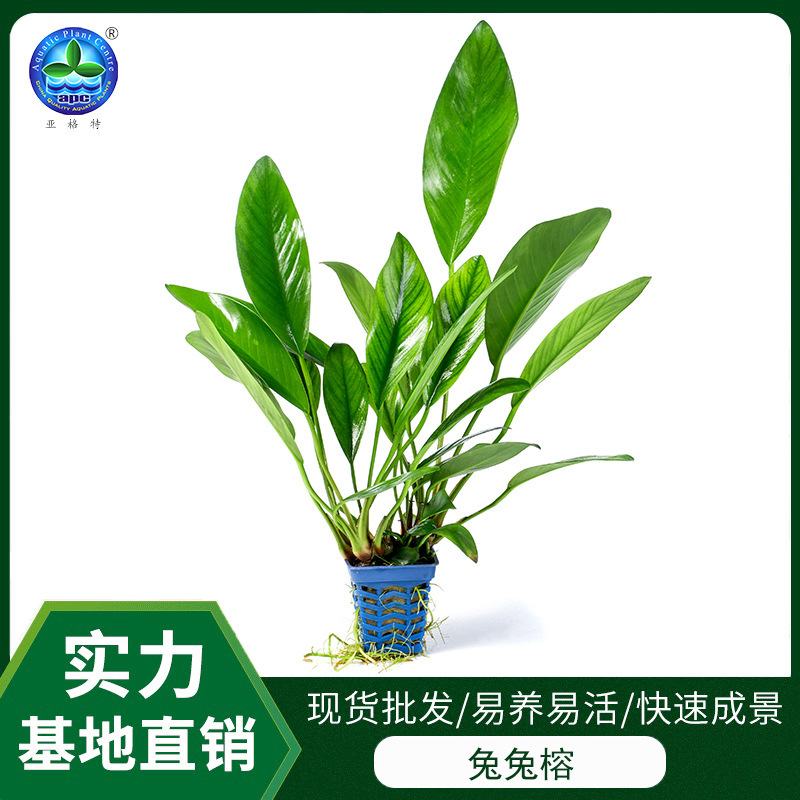 Spot Aquatic Plants Small Water Banyan Small Rabbit Banyan Negative Grass Fish Tank Aquarium Decoration Landscaping Lazy Aquatic Plants