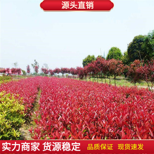 Bulk Newly Harvested Red Leaf Heather Seeds, Shrub Plant Heather Seeds, Flame Red Thousand-Year-Old Red Seeds Wholesale
