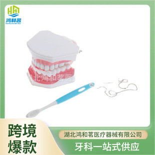 E-Commerce Hot Selling Removable Tooth Teaching Model, Early Education Tooth Brushing Model, Oral Model, Dental Model Wholesale