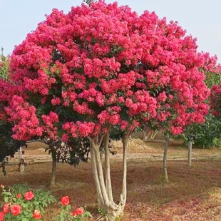 Clustered Crape Myrtle Saplings Courtyard Large Cold-Resistant Greening Landscape Tree American Red Rocket Potted Jungle Crape Myrtle Flower Tree